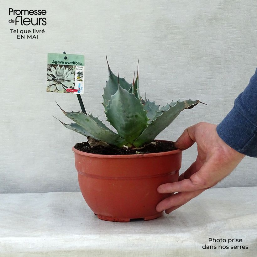 Agave ovatifolia Maceta 3L/4L Ejemplar entregado en la primavera