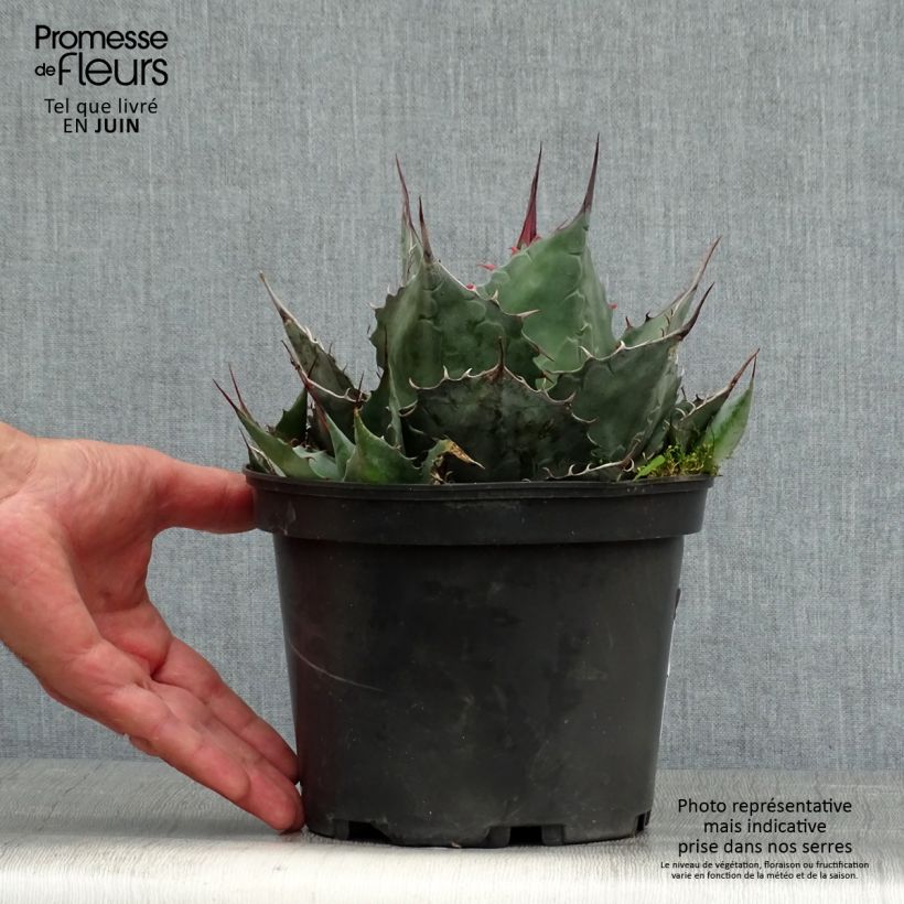 Ejemplar de Agave parrasana - Agave parrasano Maceta 3L/4L entregado en verano
