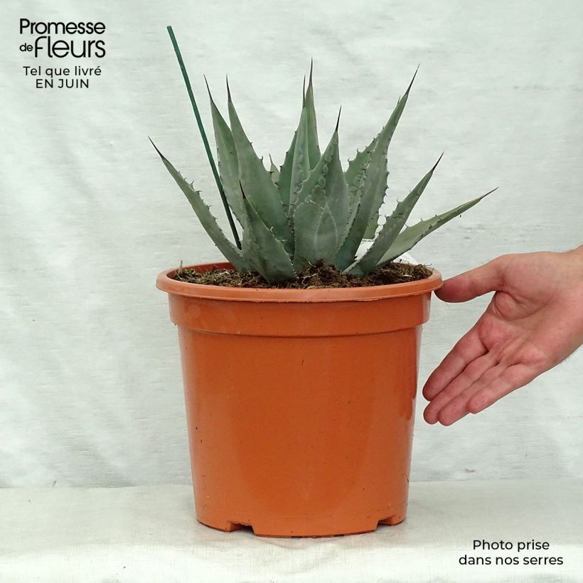 Ejemplar de Mezcal - Agave parryi var. neomexicana Maceta 7,5L/10L entregado en verano