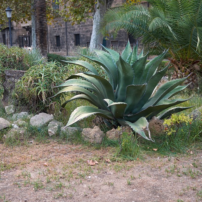 Agave salmiana subsp. crassispina - Ágave férox (Porte)