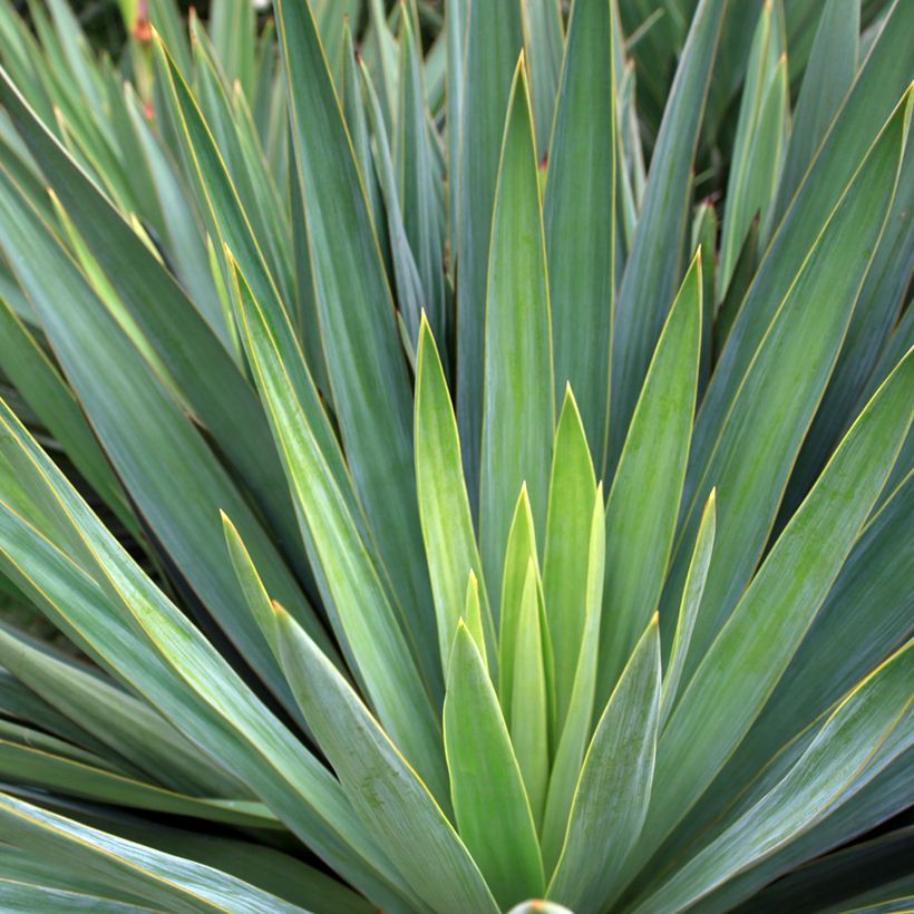 Maguey sisalana - Sisal (Follaje)