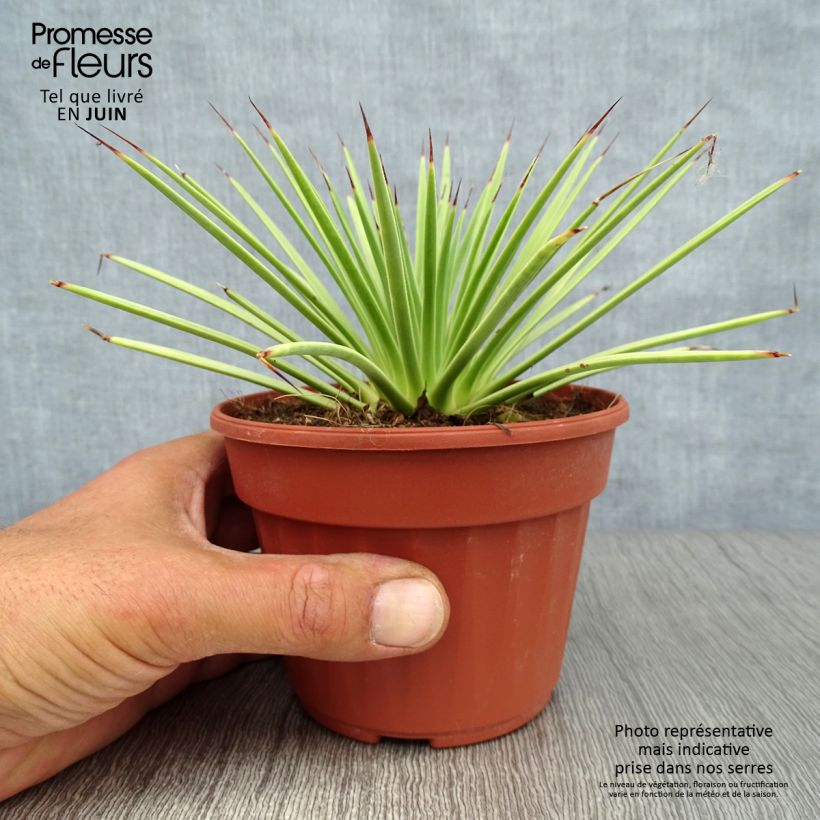 Ejemplar de Agave stricta Nana Maceta de 12 cm / 13 cm entregado en verano