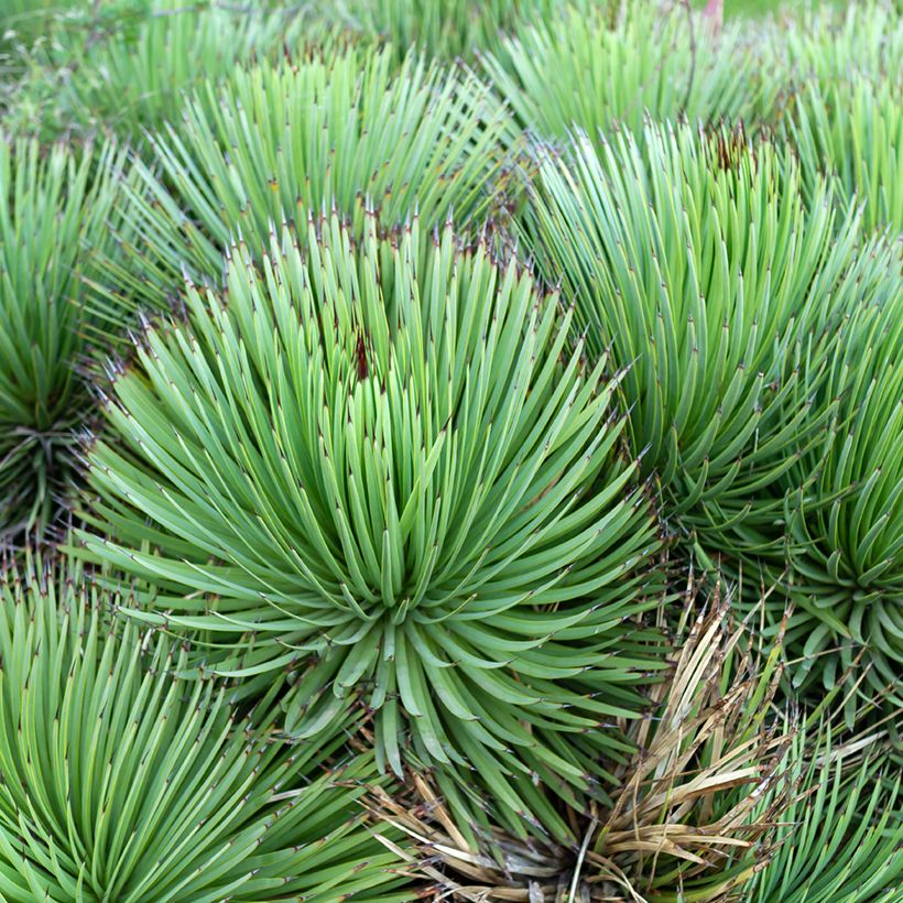 Agave stricta - Maguey (Porte)