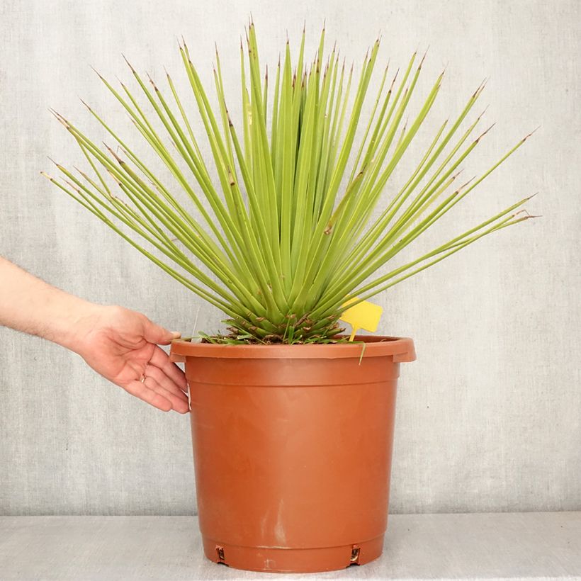 Agave stricta - Maguey Maceta 12L/15L Ejemplar entregado en la primavera