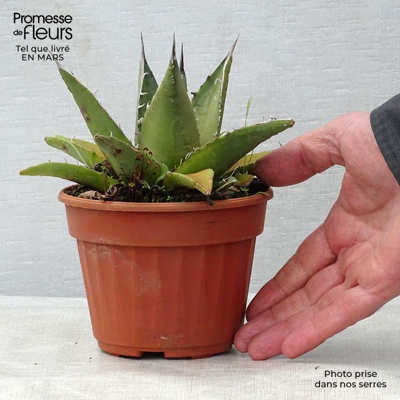 Agave titanota Maceta de 12 cm / 13 cm Ejemplar entregado en la primavera