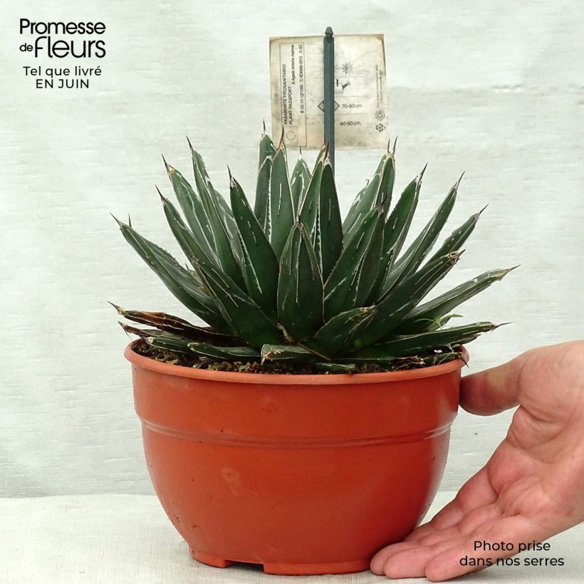 Ejemplar de Ágave de la Reina Victoria - Agave victoriae-reginae Maceta 2L/3L entregado en verano