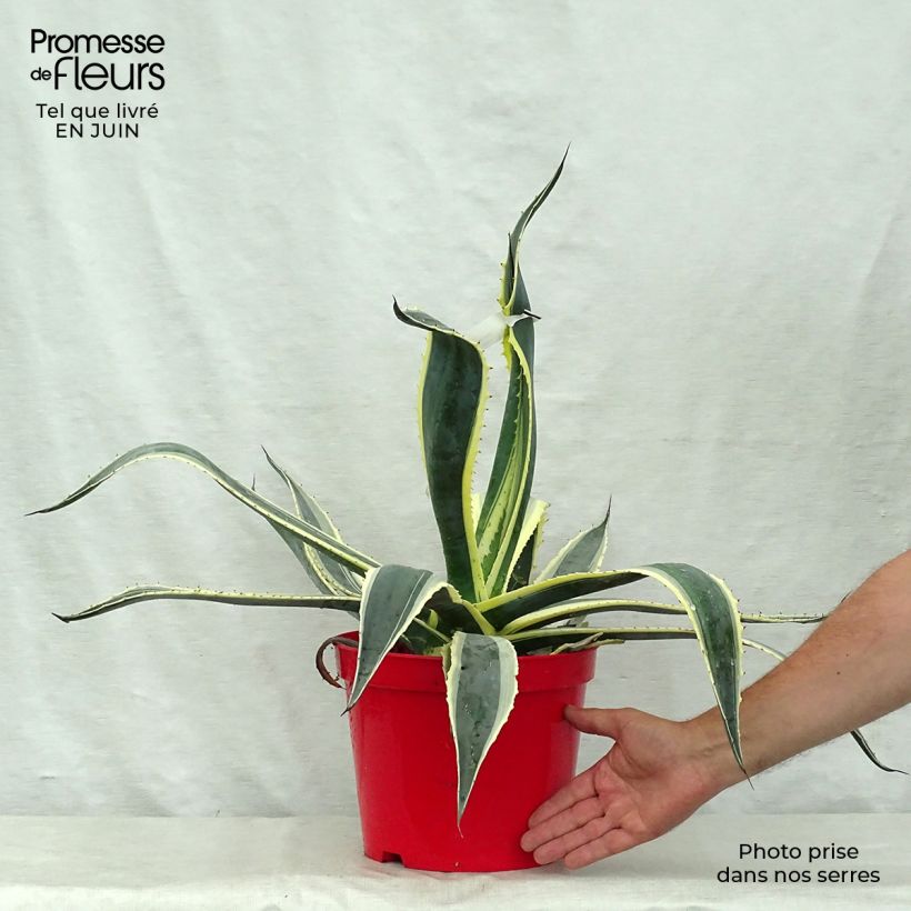 Ejemplar de Agave americana Variegata Maceta 2L/3L entregado en verano