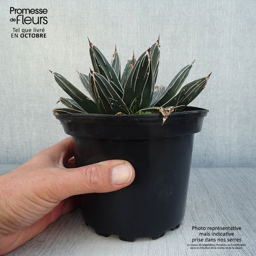 Ejemplar de Ágave de la Reina Victoria - Agave victoriae-reginae Maceta 2L/3L entregado en otoño