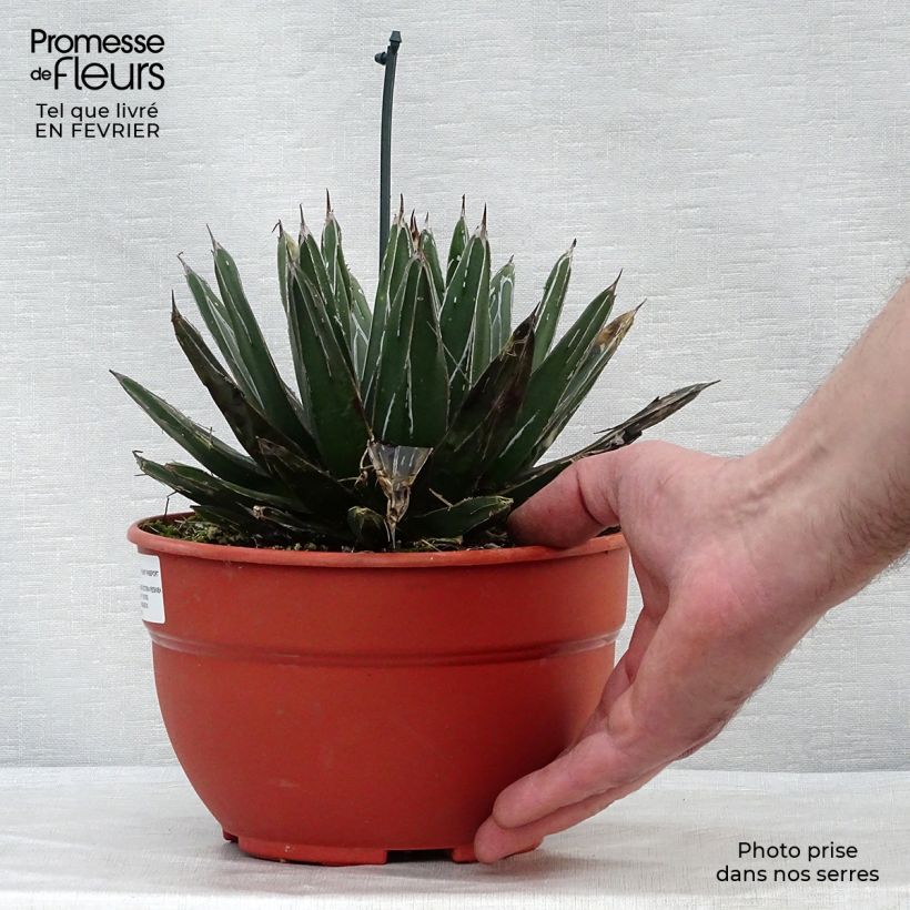 Ágave de la Reina Victoria - Agave victoriae-reginae Maceta 4L/5L Ejemplar entregado en invierno