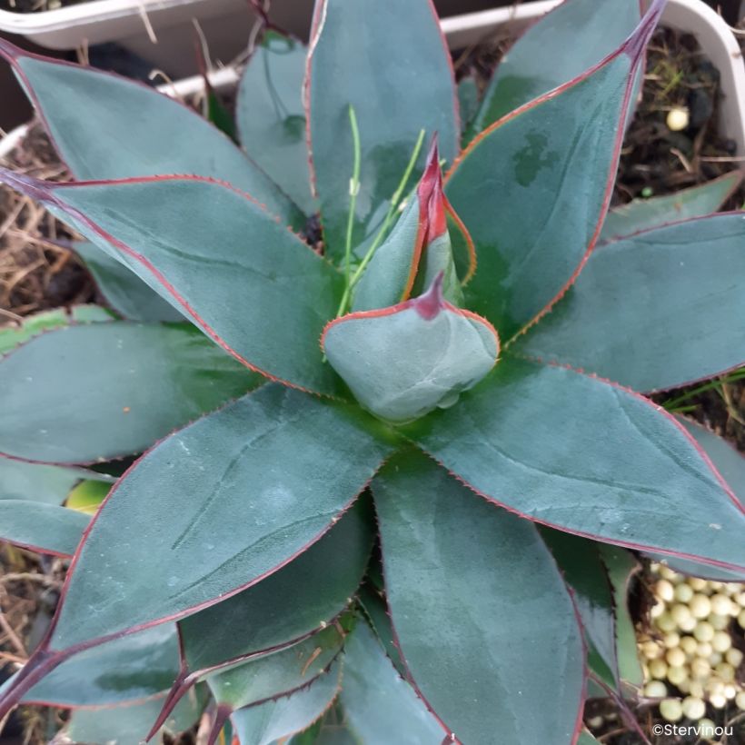 Ágave del dragón Blue Ember - Agave attenuata (Floración)