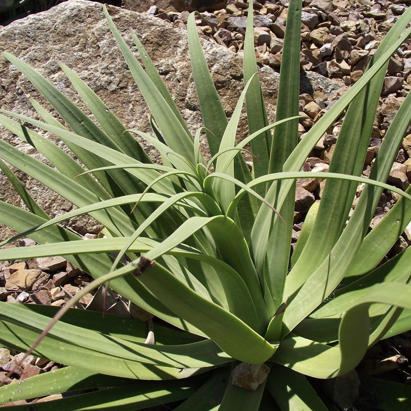 Maguey bracteosa (Follaje)