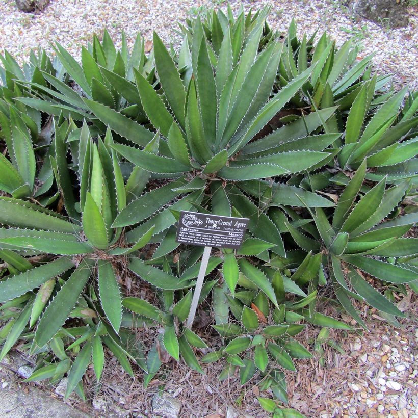 Agave lophantha (Porte)