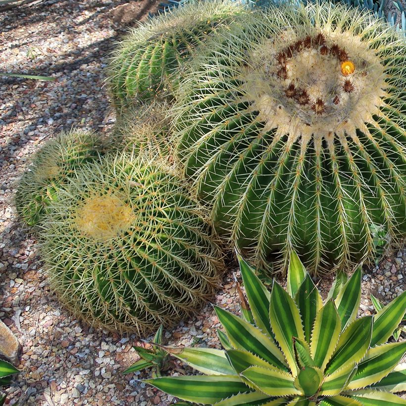 Agave lophantha Quadricolor (Porte)