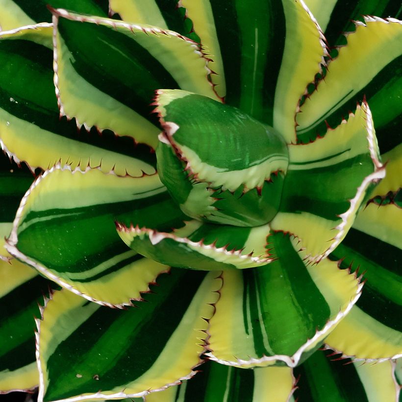 Agave lophantha Quadricolor (Follaje)