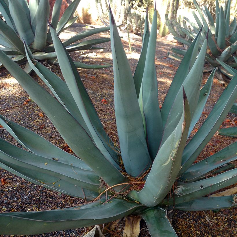 Maguey x nigra (Porte)