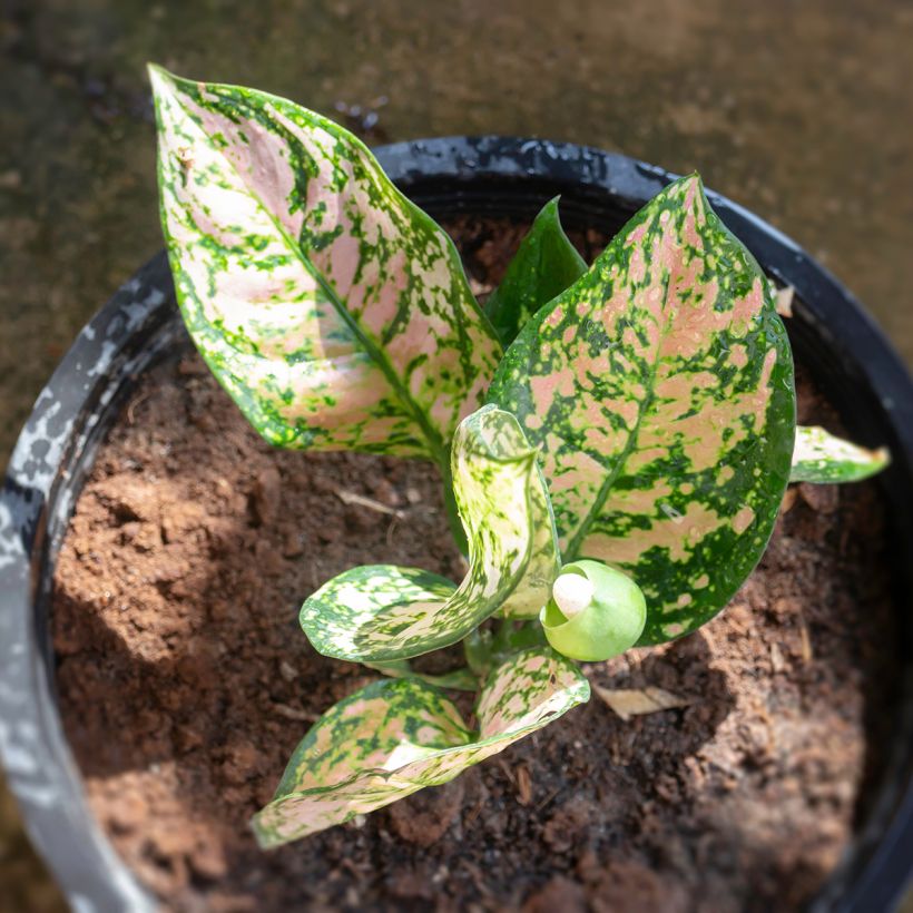Aglaonema Beauty (Follaje)