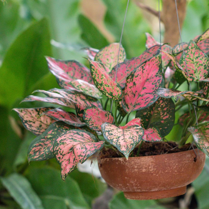 Aglaonema Beauty (Porte)