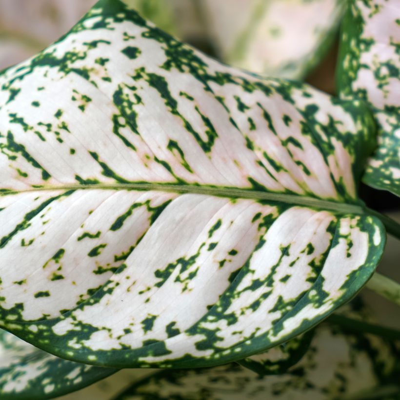 Aglaonema Variegata Pearls (Follaje)