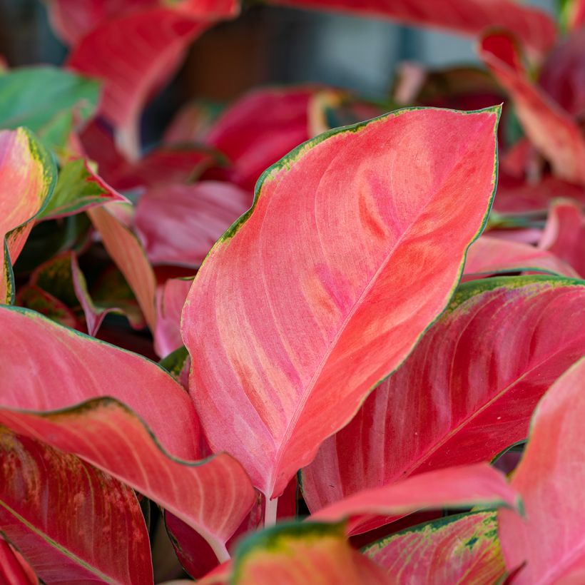 Aglaonema Rich Red (Follaje)