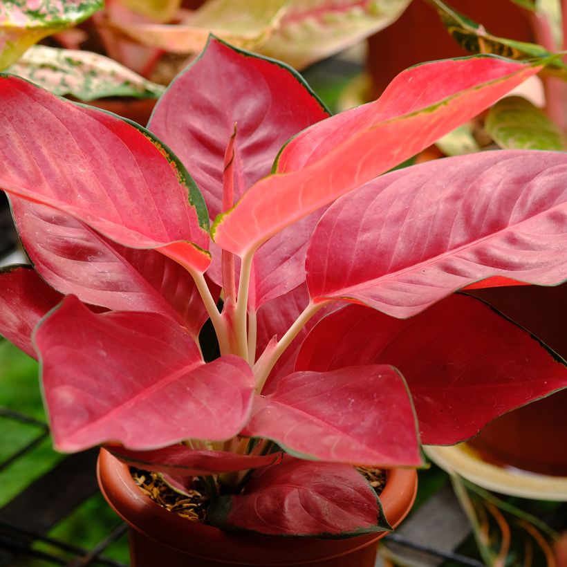 Aglaonema Rich Red (Porte)