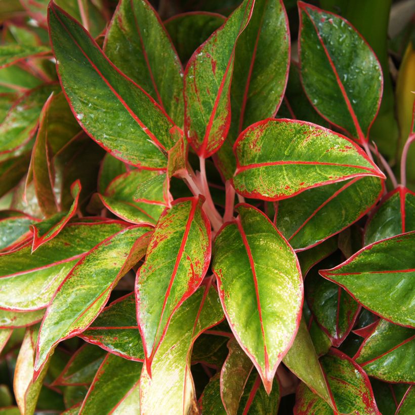 Aglaonema Siam Aurora (Follaje)