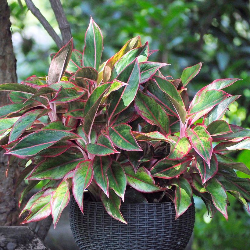 Aglaonema Siam Aurora (Porte)