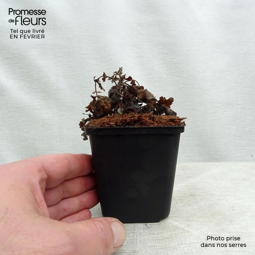 Agrimonia eupatoria Alba - Hierba de San Guillermo Maceta de 8/9 cm Ejemplar entregado en invierno