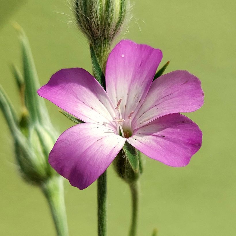 Agrostemma githago BIO (semillas) (Floración)