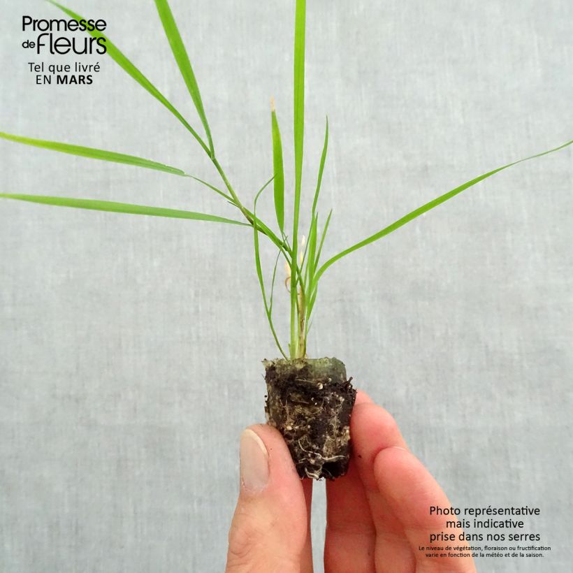 Agrostis stolonifera Bamboo Grass Green Twist minicepellón: Ø 1,5/2,5 cm Ejemplar entregado en la primavera
