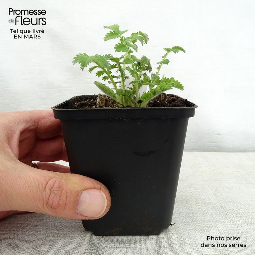 Hierba de San Guillermo - Agrimonia eupatoria Maceta de 8/9 cm Ejemplar entregado en la primavera