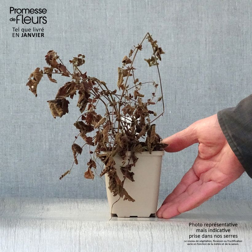 Hierba de San Guillermo - Agrimonia eupatoria Maceta de 8/9 cm Ejemplar entregado en invierno