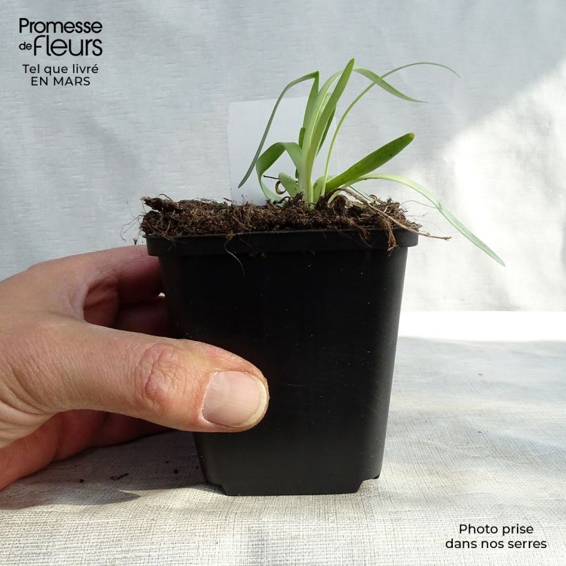 Allium Millenium - Ajo decorativo Maceta de 8/9 cm Ejemplar entregado en invierno