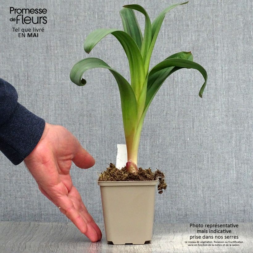 Allium Ostara - Ajo decorativo Maceta de 8/9 cm Ejemplar entregado en la primavera