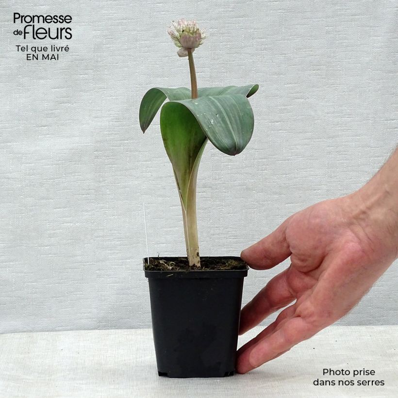 Allium karataviense - Ajo decorativo   Maceta de 12 cm / 13 cm Ejemplar entregado en la primavera