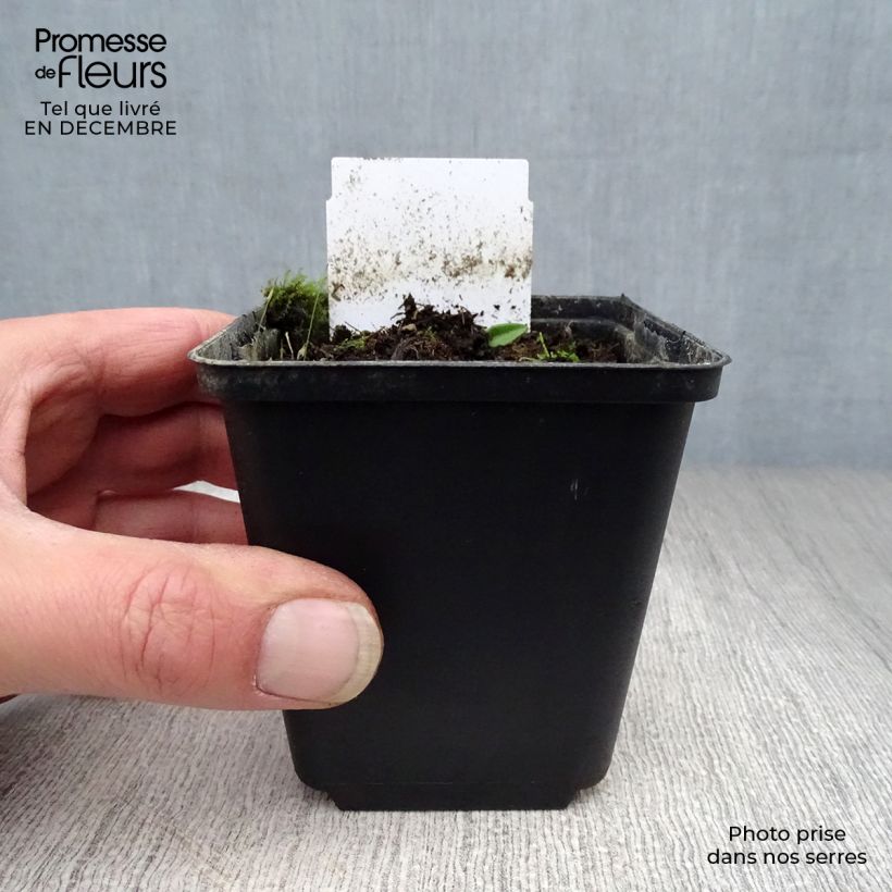 Allium karataviense - Ajo decorativo   Maceta de 12 cm / 13 cm Ejemplar entregado en invierno