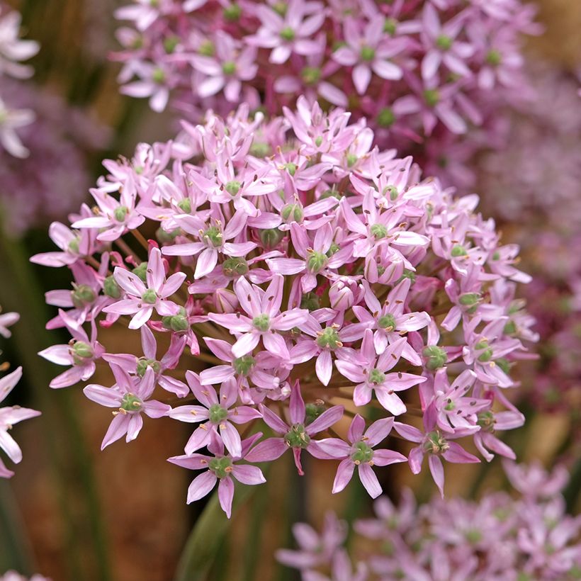 Allium nigrum Pink Jewel - Ajo decorativo (Floración)