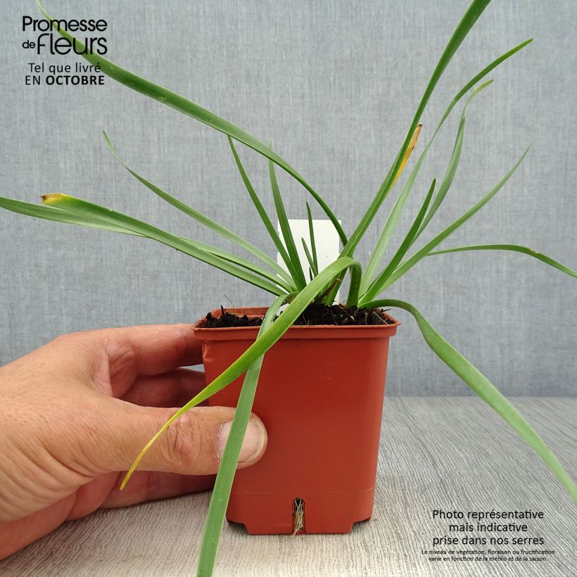 Ejemplar de Allium Avatar - Ajo decorativo Maceta de 7/8 cm calibre I entregado en otoño