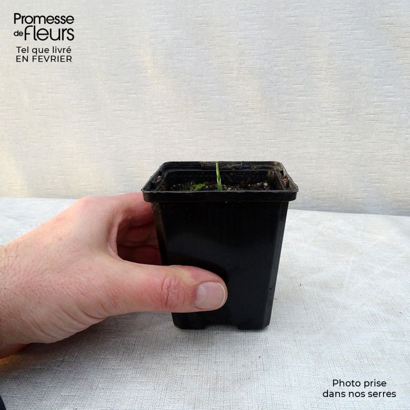 Ajo de oso (maceta) - Allium ursinum Maceta de 7/8 cm Ejemplar entregado en invierno