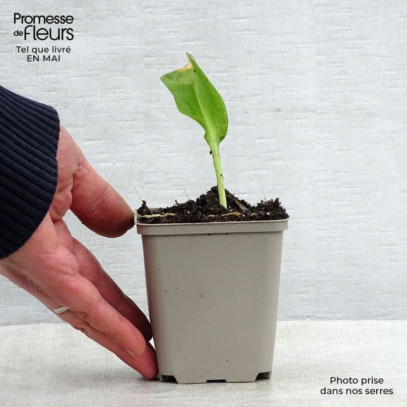 Ajo de oso (maceta) - Allium ursinum Maceta de 7/8 cm Ejemplar entregado en la primavera