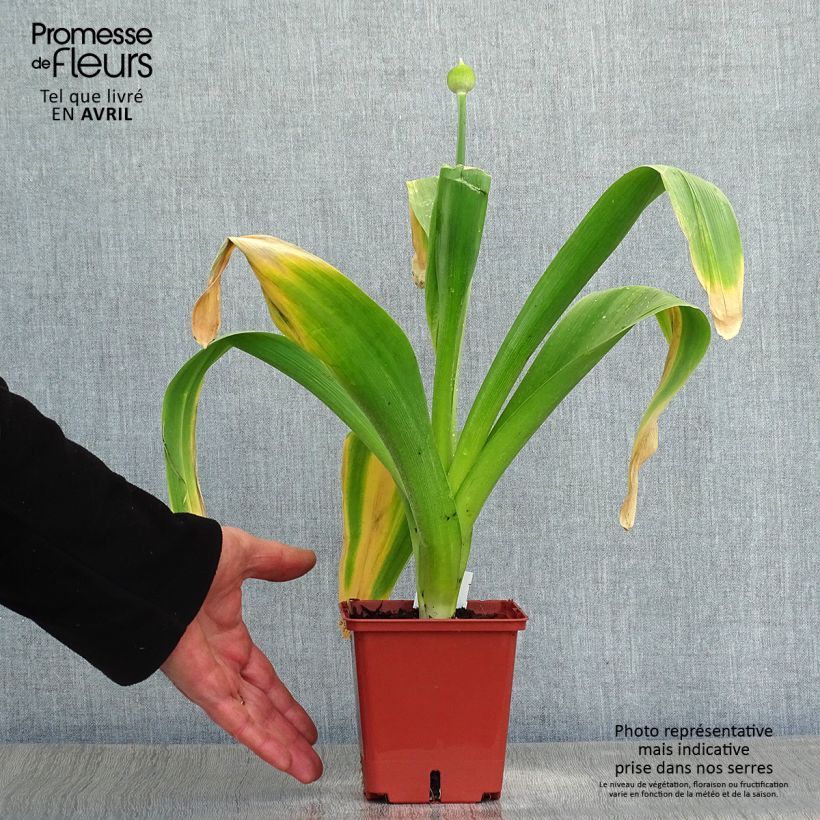 Allium Mont Blanc - Ajo decorativo Maceta 1L/1,5L Ejemplar entregado en la primavera