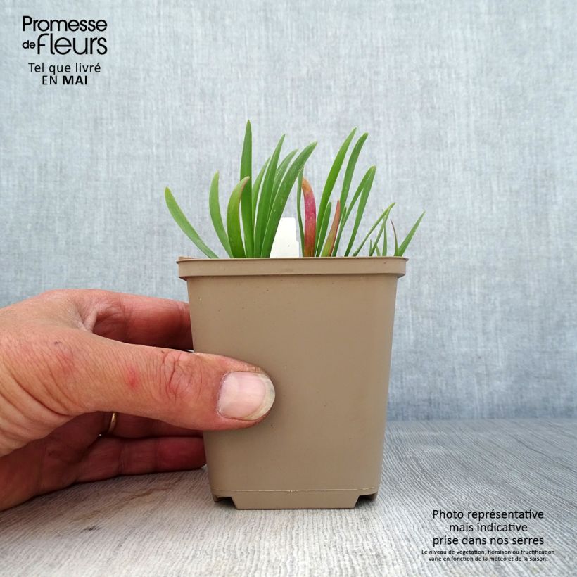 Allium Serendipity - Ajo decorativo Maceta de 8/9 cm Ejemplar entregado en la primavera