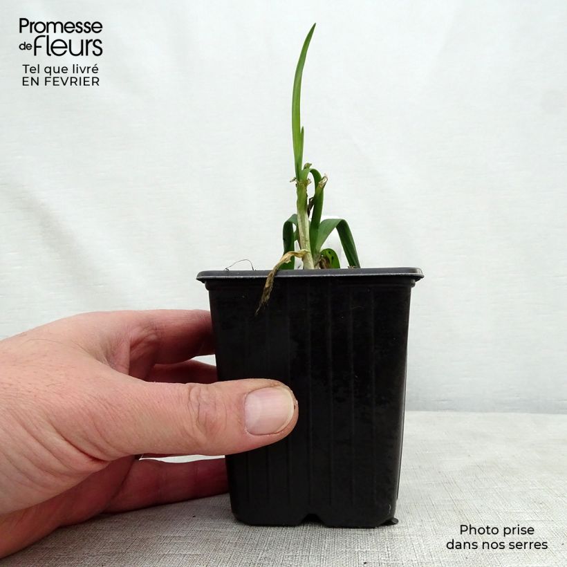 Ajo rocambole Maceta de 8/9 cm Ejemplar entregado en invierno
