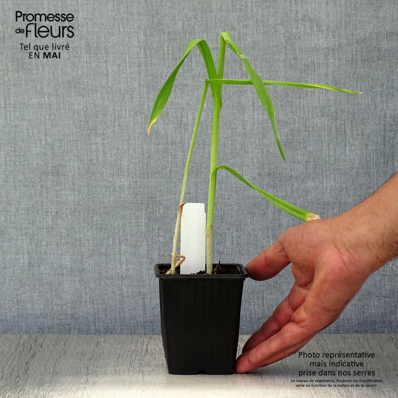 Ajo rocambole Maceta de 8/9 cm Ejemplar entregado en la primavera