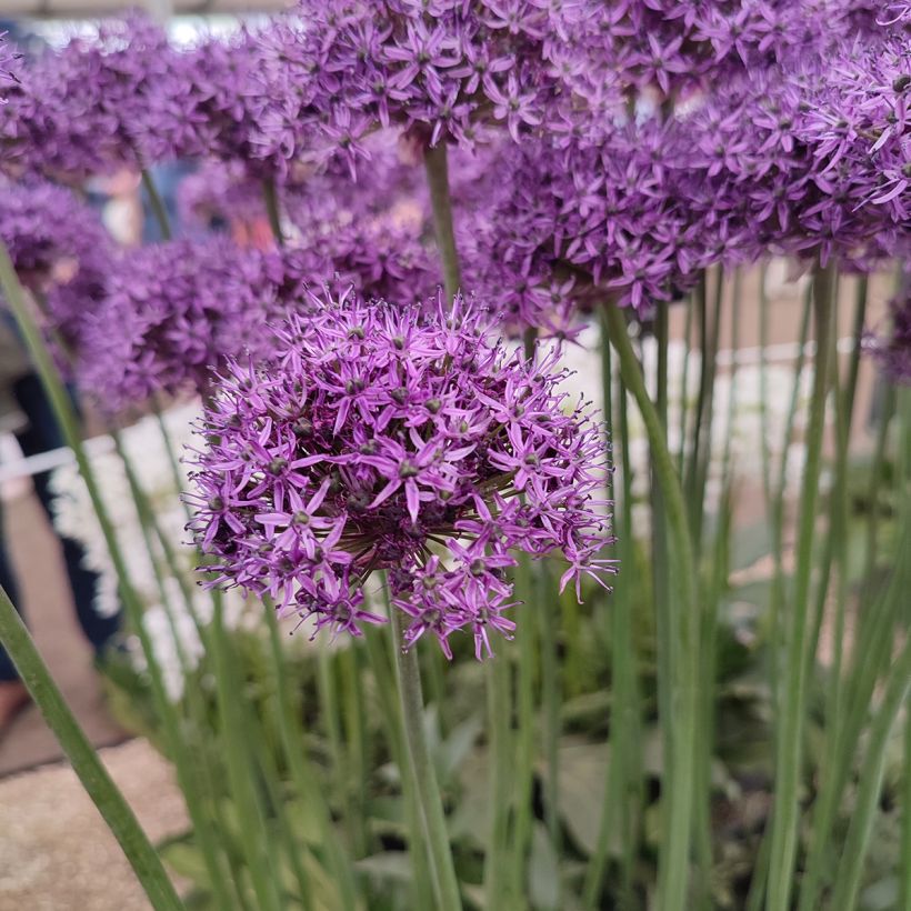 Allium Chicago - Ajo decorativo  (Floración)