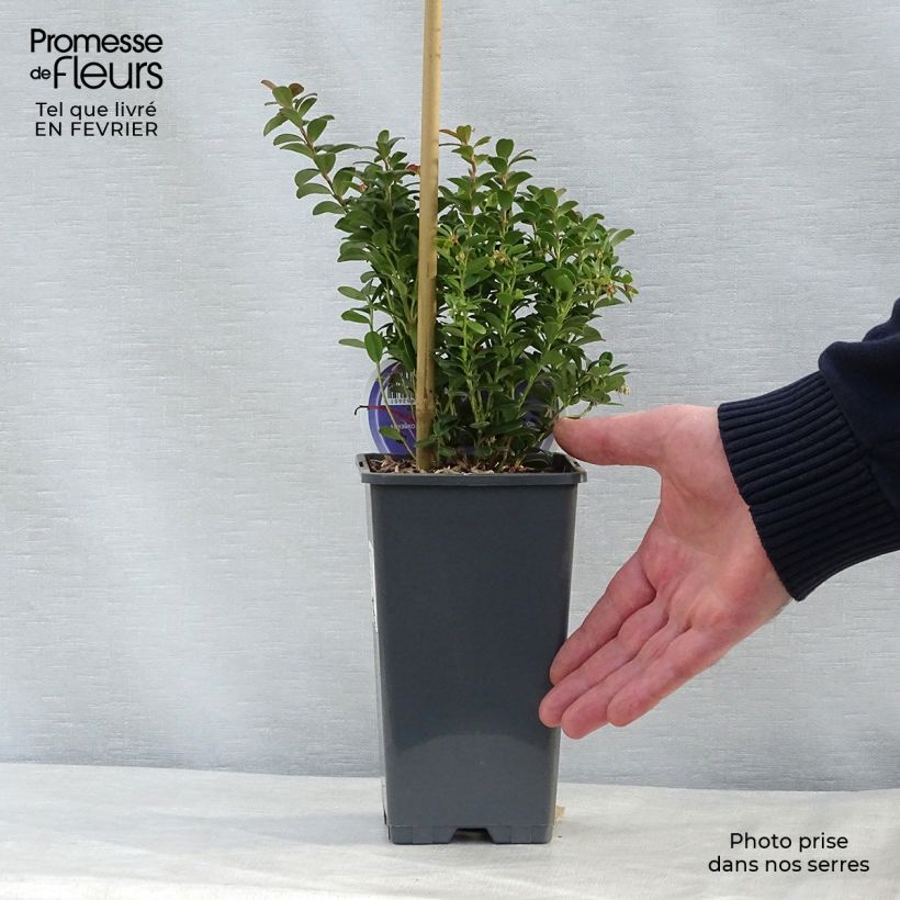 Arándano rojo - Vaccinium vitis idaea Maceta 1,5L/2L Ejemplar entregado en invierno