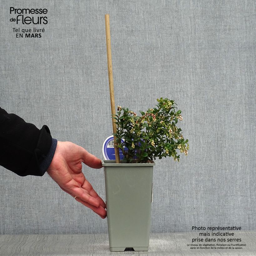 Arándano rojo - Vaccinium vitis idaea Maceta 1,5L/2L Ejemplar entregado en la primavera