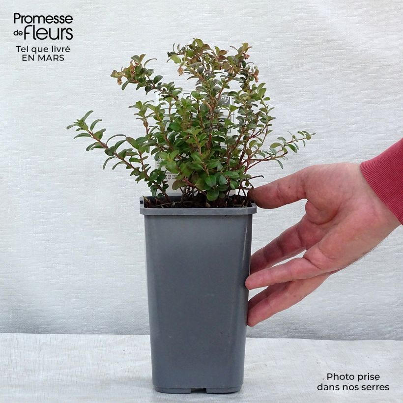 Arándano rojo Bio - Vaccinium vitis idaea Maceta 1L/1,5L, Formación arbustiva Ejemplar entregado en la primavera