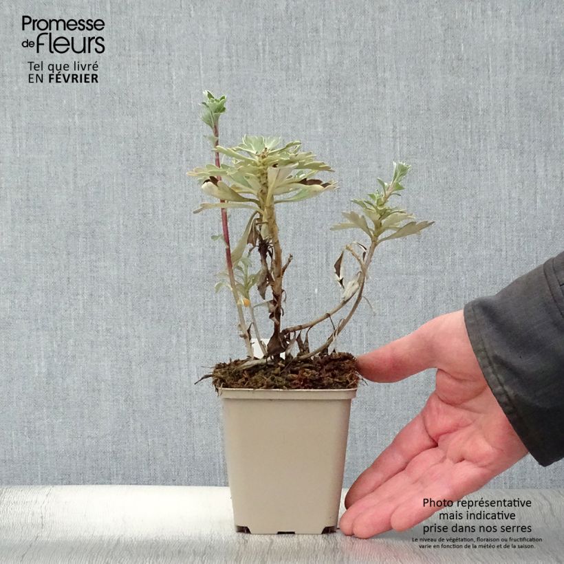 Ajania pacifica Gold and Silver - Crisantemo del Pacífico Maceta de 8/9 cm Ejemplar entregado en invierno