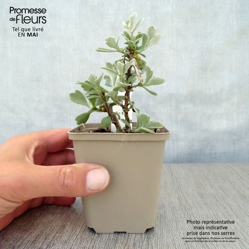 Ajania pacifica Gold and Silver - Crisantemo del Pacífico Maceta de 8/9 cm Ejemplar entregado en la primavera