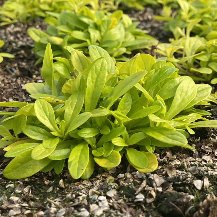 Ajuga Cordial Canary - Búgula (Porte)